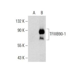 TFIIIB90-1/4 Antibody (B-8) - Western Blotting - Image 137630 
