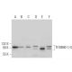 TFIIIB90-1/4 Antibody (B-8) - Western Blotting - Image 366321 