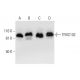 TFIIIC102 Antibody (C-2) - Western Blotting - Image 293036 