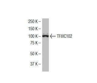 TFIIIC102 Antibody (X-421) - Western Blotting - Image 34538