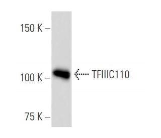 TFIIIC110 Antibody (2395C2a) - Western Blotting - Image 16812 