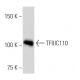 TFIIIC110 Antibody (2395C2a) - Western Blotting - Image 16812 