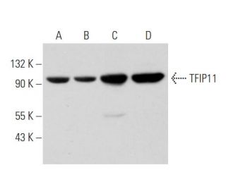 TFIP11 Antibody (C-7) - Western Blotting - Image 345896 