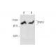TFIP11 Antibody (D-4) - Western Blotting - Image 289561