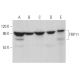 TFIP11 Antibody (D-4) - Western Blotting - Image 374426 