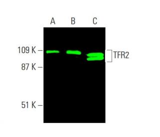 TFR2 Antibody (9F8 1C11) - Western Blotting - Image 384974 