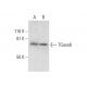 TGase6 Antibody (E-1) - Western Blotting - Image 301453