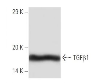 TGF beta 1 Antibody (3C11) - Western Blotting - Image 136774