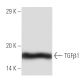 TGF beta 1 Antibody (3C11) - Western Blotting - Image 136774