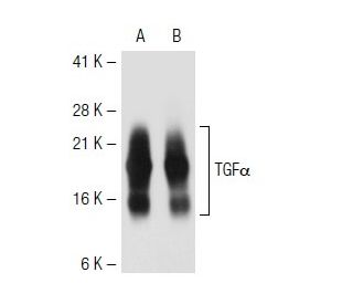 TGF&alpha; Antibody (134 A) - Western Blotting - Image 43723 