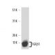 TGF beta 1 Antibody (2E6) - Western Blotting - Image 17227 