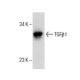 TGF beta 1 Antibody (2E6) - Western Blotting - Image 285912