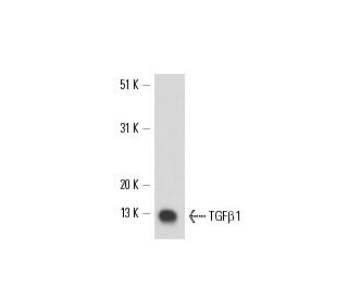 TGF beta 1 Antibody (TB21) - Western Blotting - Image 17226 