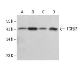 TGF&beta;2 Antibody (B-10) - Western Blotting - Image 353249 