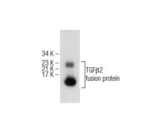 TGF&beta;2 Antibody (H-6) - Western Blotting - Image 155085