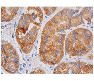 TGF&beta;3 Antibody (G-9) - Immunohistochemistry - Image 348764 
