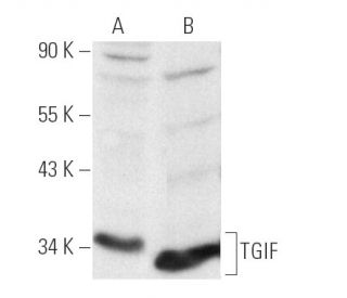 TGIF Antibody (H-1) - Western Blotting - Image 1584Each CRISPR/Cas9 Knockout (KO) Plasmid product consists of a pool of 3 plasmids designed to ensure identification and cleavage of a specific gene for maximum knockout efficiency. Each plasmid encodes a unique 20 nt sequence derived from the GeCKO (v2) library.