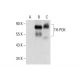 TH-POK Antibody (C-8) - Western Blotting - Image 305704