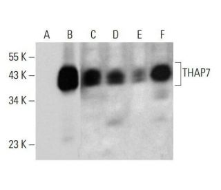 THAP7 Antibody (F-7) - Western Blotting - Image 348598 