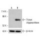 Thimet oligopeptidase Antibody (D-10) - Western Blotting - Image 414914
