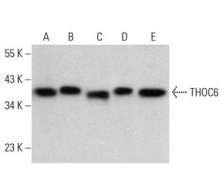 THOC6 Antibody (B-3) - Western Blotting - Image 376651 