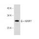 THP-1 Cell Lysate: sc-2238. Western blot analysis of IGFBP7 expression...