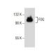 FOG Antibody (A-6) - Western Blotting - Image 154352 