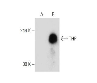 THP (B-5): sc-271023. Western blot analysis of THP expression in... 