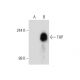 THP (B-5): sc-271023. Western blot analysis of THP expression in... 