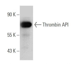 Thrombin API Antibody (B-2) - Western Blotting - Image 372290 