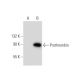 Thrombin API Antibody (B-4) - Western Blotting - Image 134755