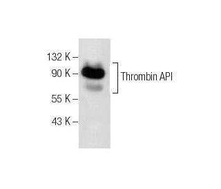 Thrombin API Antibody (D-9) - Western Blotting - Image 164128 