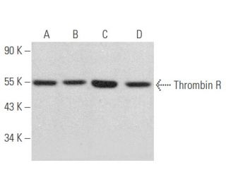 Thrombin R Antibody (C-11) - Western Blotting - Image 354147 