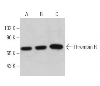 Thrombin R Antibody (C-11) - Western Blotting - Image 361584