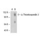 Thrombospondin 1/2 Antibody (D-9) - Western Blotting - Image 40192