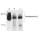 Thrombospondin 2 Antibody (4) - Western Blotting - Image 401907 