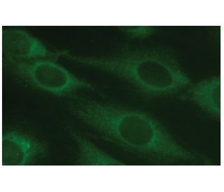 ThrRS Antibody (A-3) - Immunofluorescence - Image 114058 