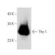 Thy-1/CD90 Antibody (2Q1792) - Western Blotting - Image 353681