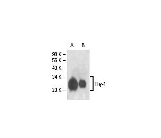 Thy-1/CD90 Antibody (3H3036) - Western Blotting - Image 18162 
