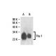 Thy-1/CD90 Antibody (3H3036) - Western Blotting - Image 18162 
