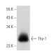 Thy-1/CD90 Antibody (3H3036) - Western Blotting - Image 353676