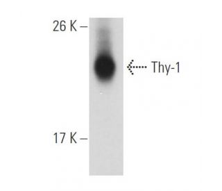 Thy-1/CD90 Antibody (AF-9) - Western Blotting - Image 52300