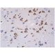 Thy-1/CD90 Antibody (aTHy-1A1) - Immunohistochemistry - Image 361405