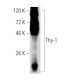 Thy-1/CD90 Antibody (aTHy-1A1) - Western Blotting - Image 52295 