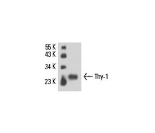 Thy-1/CD90 Antibody (FF-10) - Western Blotting - Image 15583 