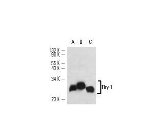 Thy-1/CD90 Antibody (NIMR-1) - Western Blotting - Image 14271 