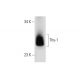 Thy-1/CD90 Antibody (NIMR-1) - Western Blotting - Image 68073