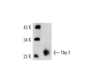 Thy-1/CD90 Antibody (OX7) - Western Blotting - Image 12967 