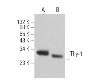 Thy-1/CD90 Antibody (OX7) - Western Blotting - Image 361038