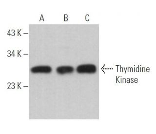 Thymidine Kinase Antibody (C-4) - Western Blotting - Image 364032 